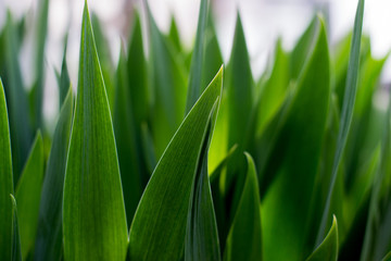 grass stems grow rapidly