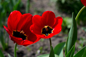 Obraz premium plants grow beautifully and quickly