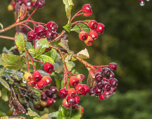 Close up fresh red aronia berries hang branch rain drops