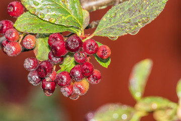 Close up fresh red aronia berries hang branch rain drops