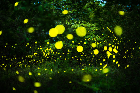 Firefly flying in the night forest © songdech17