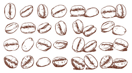Coffee beans, sketch, vector drawing set, Ingredient, Doodle design - obrazy, fototapety, plakaty