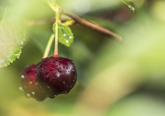 red cherry berry green bokeh background water drops rain