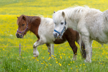 Pferde - Frühling - Pony - niedlich - Wiese - Allgäu