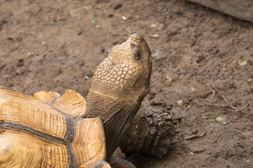 head of Sulcata tortoies
