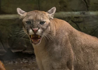 Gordijnen puma cougar angry Snarling © mhong84