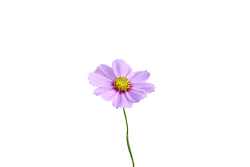 Colorful purple flowers blooming,Mexican Aster
