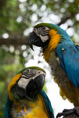 close up Blue and yellow Macaw parrot in a wild