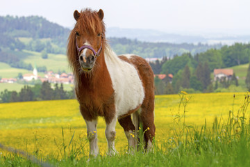 Naklejka premium Pferd - Pony - Allgäu - Frühling - Blumen
