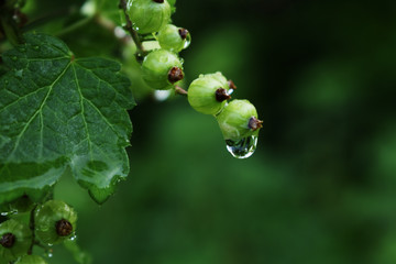 unripe forest berries with raindrops