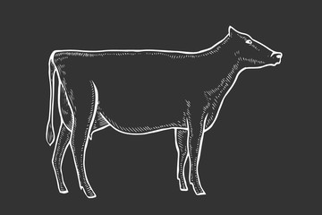engrave vector cow