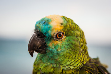 Green colorful parrot focused on the eye. Lanzarote, Canary Islands, Spain.