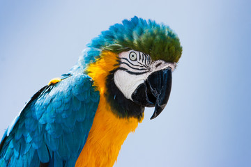 Blue and yellow Macaw parrot (Ara ararauna) in Lanzarote, Canary Islands, Spain.