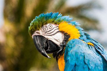 Blue and yellow Macaw parrot (Ara ararauna) in Lanzarote, Canary Islands, Spain.