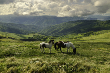 Naklejka na ściany i meble Meet wild horses in the afternoon walk on the mountain.