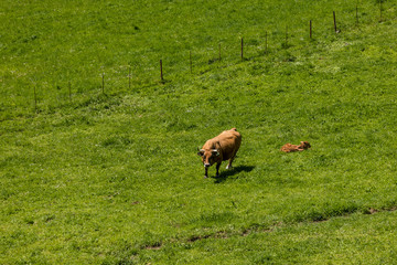 Valley of Leitariegos, in Asturias (Spain), at the beginning of spring