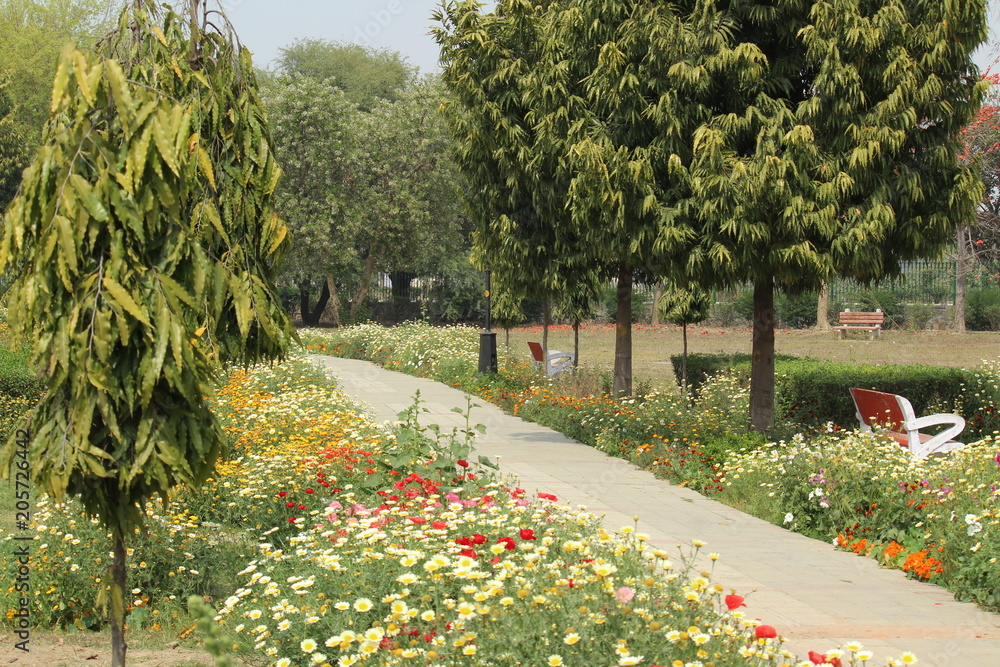 Wall mural colorful spring flowers in japanese park, rohini, delhi, india