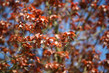 Young leaves in spring time