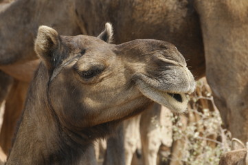 Dromedare (Camelus dromedarius), Reittiere, in der Wüste Thar nahe Jaisalmer, Rajasthan, Nordindien, Indien, Südasien, Asien