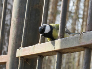 Eurasian blue tit