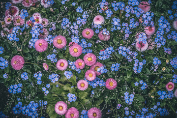 Close-up of colorful myosotis and daisy flowers from above. Summer nature background concept.