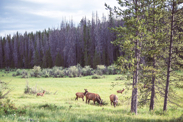 Wild Deer In Nature