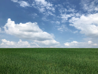 Obraz premium Grüne Natur Wiese und Blauer Himmel mit Wolken