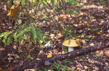 Mushroom in the forest