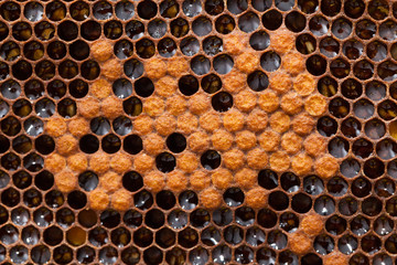 Honeycomb texture