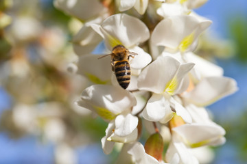 Bee on acacia flower