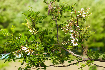 Blooming acacia flower close up