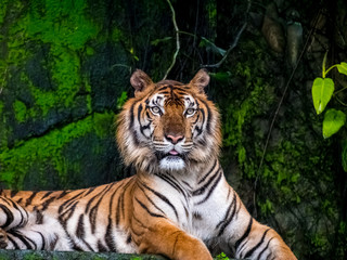 Fototapeta na wymiar Beautiful Bengal tiger, queen tiger in forest show action nature.