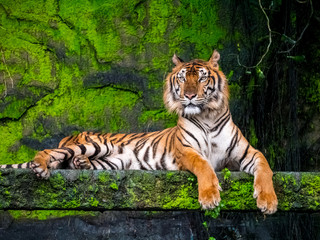 Fototapeta na wymiar Beautiful Bengal tiger, queen tiger in forest show action nature.