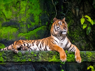 Beautiful Bengal tiger, queen tiger in forest show action nature.