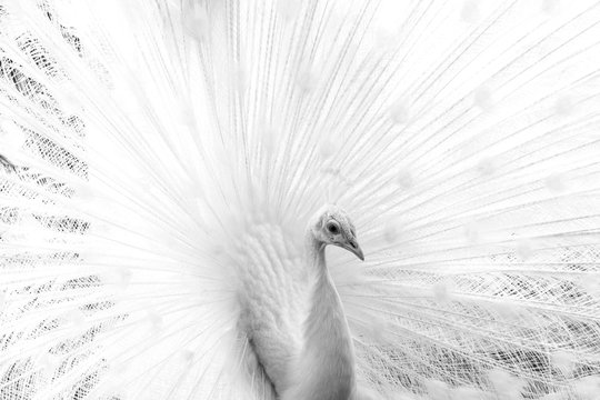 White peacock. Closeup image
