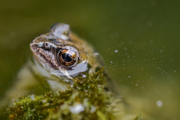 Brown frog swimming