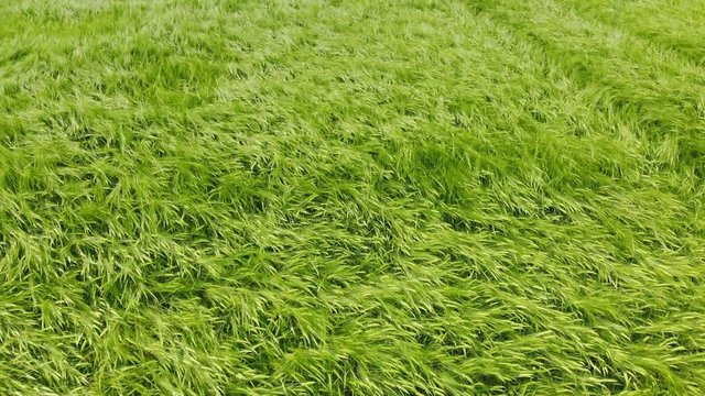 Luftbild, Kornfeld, gerste, gr&uuml;n, Flug &uuml;ber das Feld