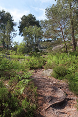 Apremont rocks hiking trail number 6 in fontainebleau forest