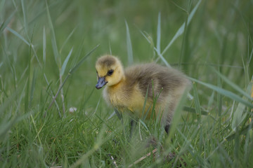 Gosling in grass