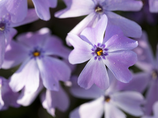 Kleine lila Blüten