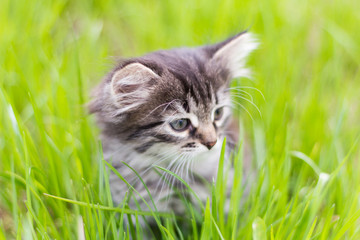 Naklejka na ściany i meble cute little kitten sitting in the grass in the sun