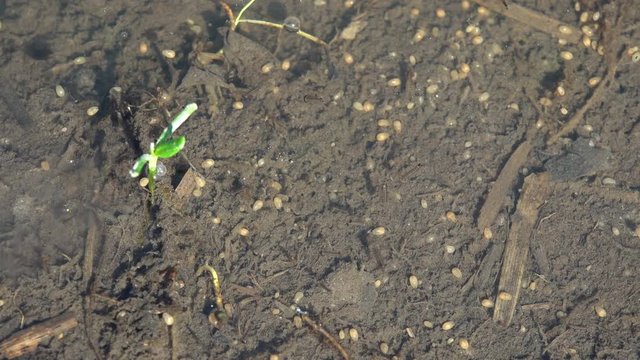 Close-up view insect Larva third instar Triops longicaudatus flattened shield-like. Chaotic motion of an insect in a pool of water