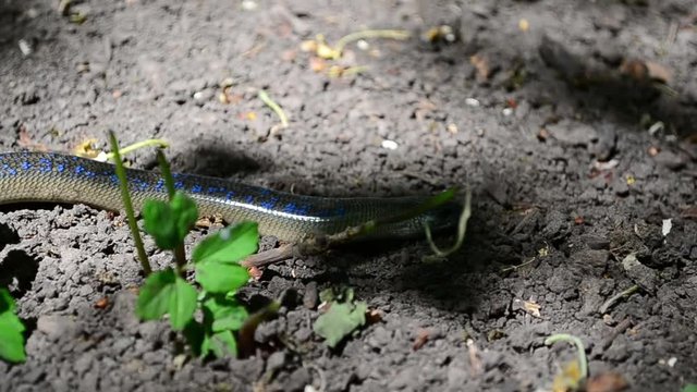 Anguis fragilis, slowworm, blindworm, deaf adder, long-cripple, common slowworm