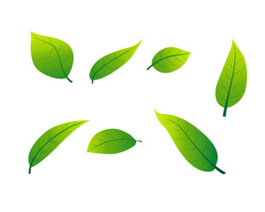 Green leaves have a white background.