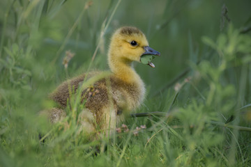 Gosling in grass