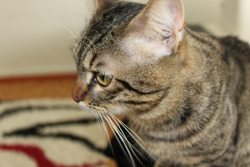 Düşünceli kedicik