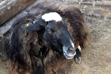 lamb at the zoo