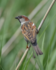 Sparrow in reed