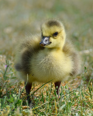 Gosling in grass