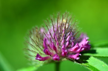 Nahaufnahme eines Voralpenklees